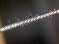 Digital microscope-12.2-23;7;33;272.jpeg